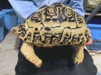 クリックで拡大画像表示