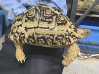 クリックで拡大画像表示