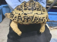 クリックで拡大画像表示