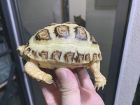 クリックで拡大画像表示