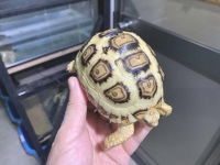 クリックで拡大画像表示