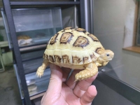クリックで拡大画像表示