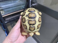 クリックで拡大画像表示