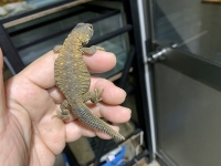 クリックで拡大画像表示