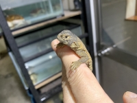 クリックで拡大画像表示