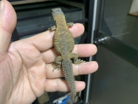 クリックで拡大画像表示