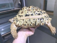 クリックで拡大画像表示