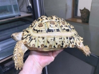クリックで拡大画像表示