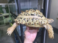 クリックで拡大画像表示
