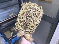 クリックで拡大画像表示