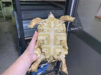 クリックで拡大画像表示