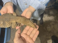 クリックで拡大画像表示
