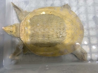 クリックで拡大画像表示