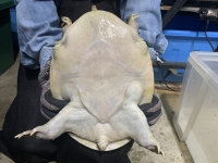 クリックで拡大画像表示