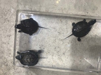 クリックで拡大画像表示