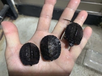 クリックで拡大画像表示