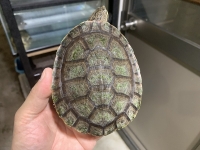 クリックで拡大画像表示