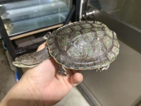 クリックで拡大画像表示