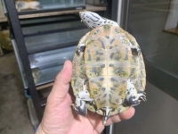 クリックで拡大画像表示