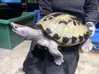 クリックで拡大画像表示