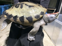 クリックで拡大画像表示