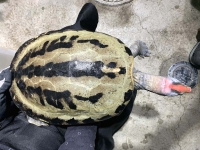 クリックで拡大画像表示