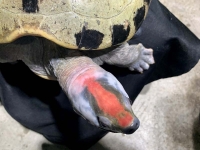 クリックで拡大画像表示