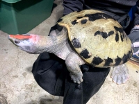 クリックで拡大画像表示