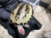 クリックで拡大画像表示