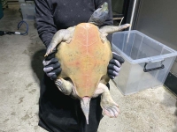 クリックで拡大画像表示