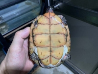 クリックで拡大画像表示