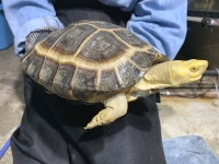 クリックで拡大画像表示