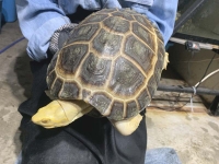 クリックで拡大画像表示