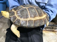 クリックで拡大画像表示