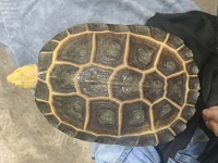 クリックで拡大画像表示