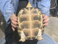 クリックで拡大画像表示