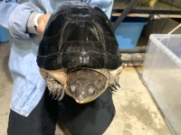 クリックで拡大画像表示