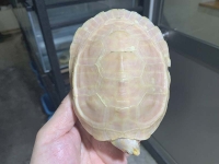 クリックで拡大画像表示