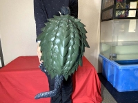 クリックで拡大画像表示