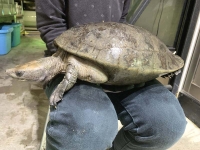 クリックで拡大画像表示