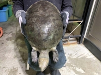 クリックで拡大画像表示