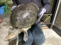 クリックで拡大画像表示