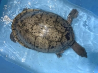 クリックで拡大画像表示