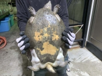 クリックで拡大画像表示