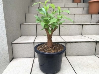 クリックで拡大画像表示