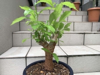 クリックで拡大画像表示