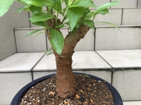 クリックで拡大画像表示
