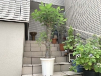 クリックで拡大画像表示