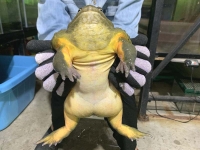 クリックで拡大画像表示