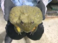 クリックで拡大画像表示